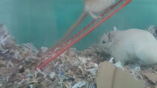 Gerbil life