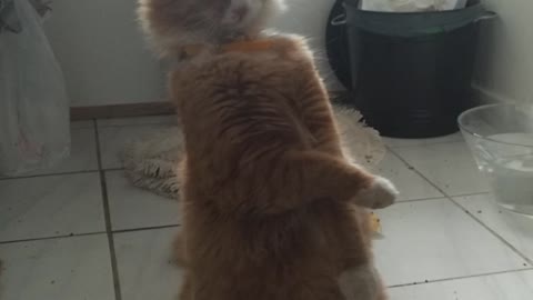 Leon the standing cat