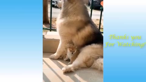 I Love Pets - Funny Pets Video Clips #Funny Pets