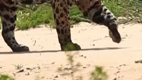 🐆🐆🐆🐆