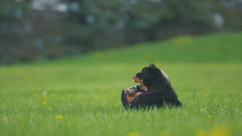 BEAUTIFUL DOGS PLAYING - ANIMAL NATURE