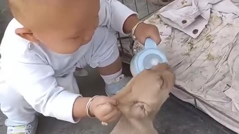 Funny baby and dog baby