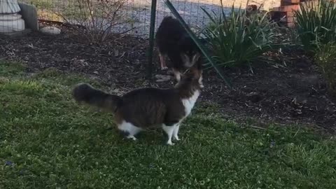 Cat and dog meet for the first time.