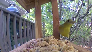 Summer tanager with some suet