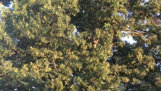 Large Flock of Birds Take Off Together