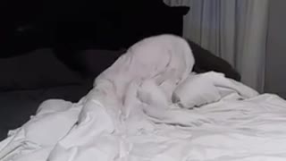 White dog stuck under purple and white blanket trying to escape