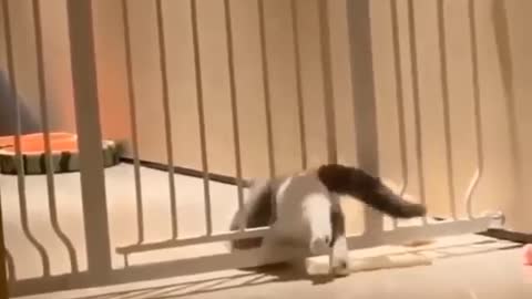 😍 These Cats Are Stuck, hilarous