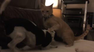 Orange cat and black and white dog play fight on bed