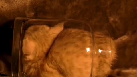 A baby cat stuck it self in side a big cup