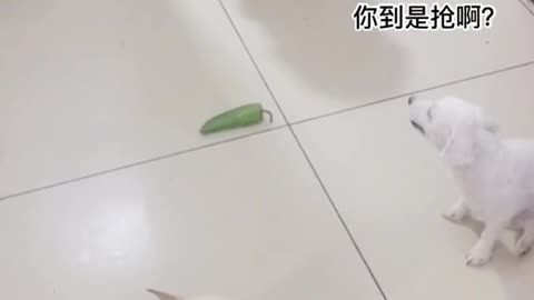 Three dogs grab green peppers