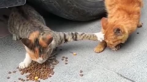 Cute & Funny Kitties