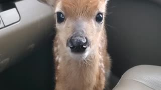 Fawn Bleats After Being Rescued