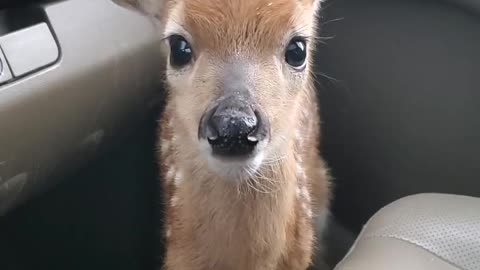 Fawn Bleats After Being Rescued