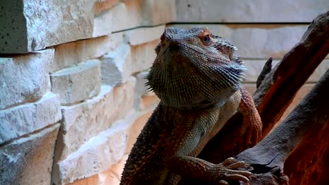 Bearded Dragon facts: less ferocious than they look | Animal Fact Files