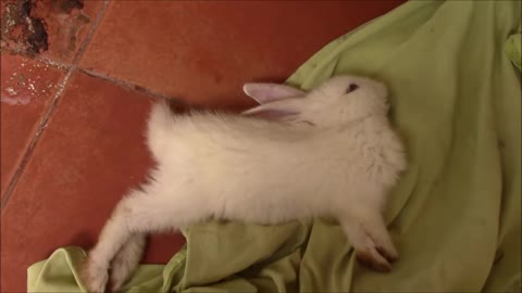Baby rabbit dies from stroke OMG