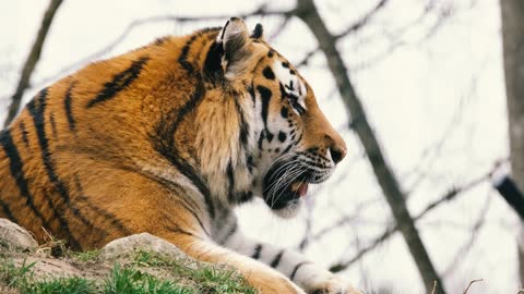 A Royal Bengal tiger taking a nap