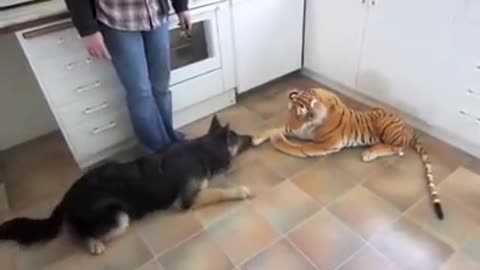 German Shepherd scared of Stuffed Toy Tiger - Mast.Video