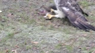 HAWK CAPTURES A SQUIRREL!!