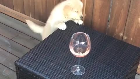 Puppy really wants another glass of wine