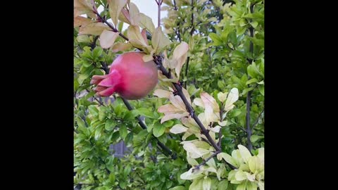 Backyard pomegranate tree