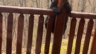 Bear Climbs Onto Patio