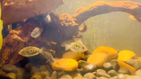 Beautiful fishes playing in an aquarium