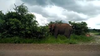Young elephant bull at Kruger National Park