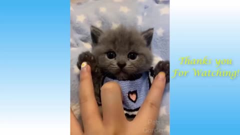 Cute Pets And Funny Animals Compilation KS - Pets Garden