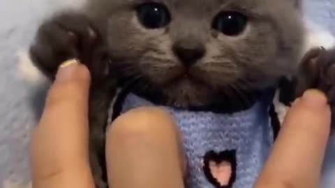 The Most Adorable Kitty You Must SEE | Shorts