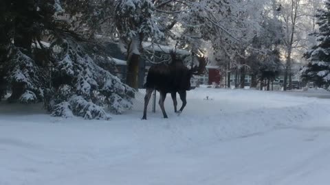 Alaskan Moose Part2