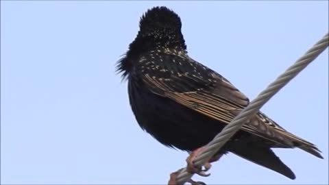 Bird Singing on the Wire