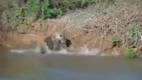 Jaguar jumps into the water to hunt alligator