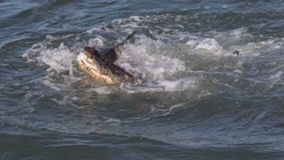 Crocodile Feeding