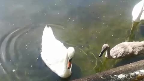 Friendly swans