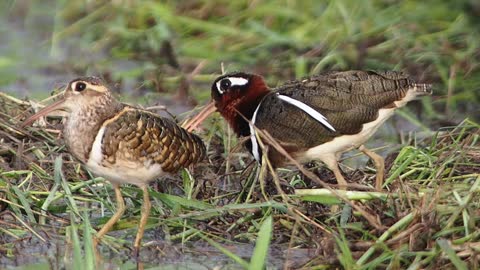 Guide to birds of Philippine rice fields in National Museum.