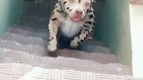 tiger pitbull | cutest overloaded |#dog