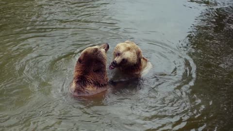 happy bears
