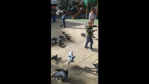 the son wanted to make friends with pigeons