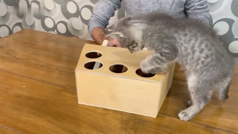 How to make awesome DIY whack-a-mole toy for your cat