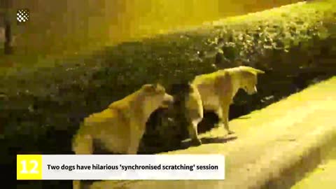 Two dogs have hilarious "synchronised sctraching" session