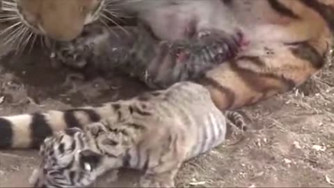 Tiger giving birth 🤰