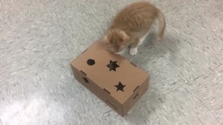 Kitten’s taggies