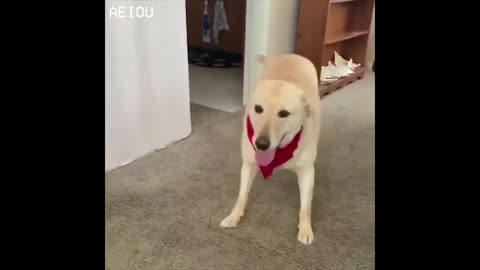 1 Hour of a Happy Dog Dancing
