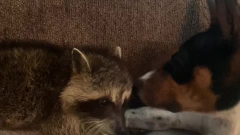 Raccoon and Doggy Enjoy Unlikely Friendship