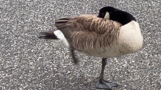 Goose Dance