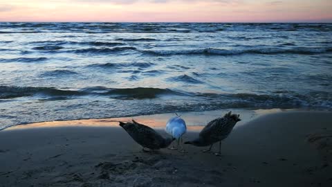 Two grown up seagulls on the seaside taking away food from their mother