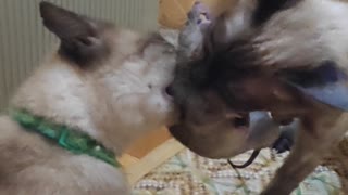 Siamese Sibling Cats Tug-of-War Over Live Mouse