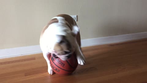 English Bulldog displays ball-handling skills