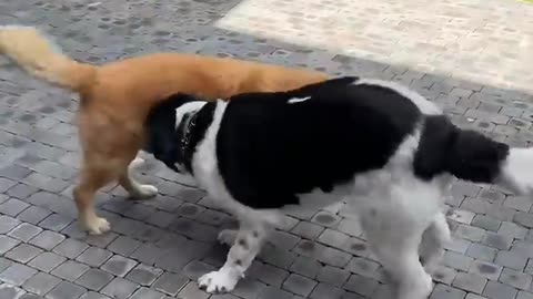 Funniest video of A dog reuniting with an old lost friend and couldn't stop doing thi