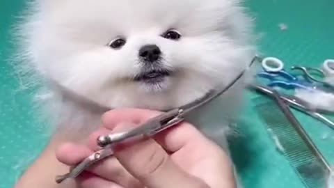 cute pet funny || cute pet short video || Dog Training cute pet dog